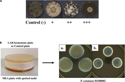 Sensitivity of Molds From Spoiled Dairy Products Towards Bioprotective Lactic Acid Bacteria Cultures